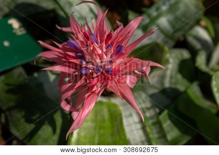 A Close Up Of A Single Bright Red Spikey Blooming Flower Head, Against A Background Of Green Foliage
