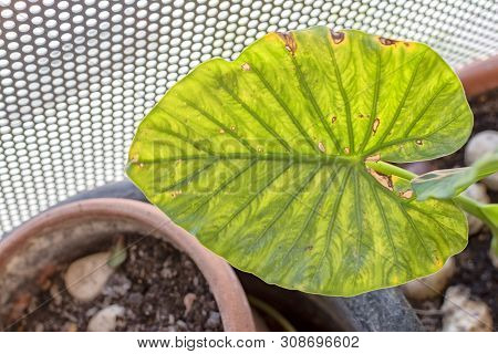 Large Green Leaf Of A Diseased Plant Due To Lack Of Nutrients.