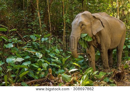 Side On Close Up View Of An Asian Elephant Eating A Banana Tree In The Thai Jungle