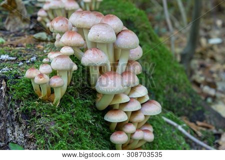 Poisonous Mushroom Hypholoma Lateritium, Grow On Moss Poisoned Mushrooms Similar To Honey