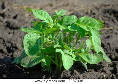 Peruna Bush