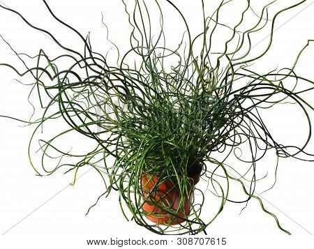 Unusual Plant Dzhunkus Aureostriata Cut From The Background