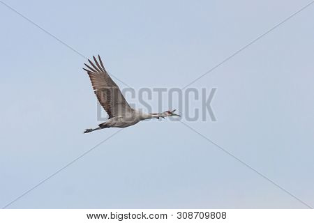 A Spread Winged Sandhill Crane Flies Across A Light Blue Sky