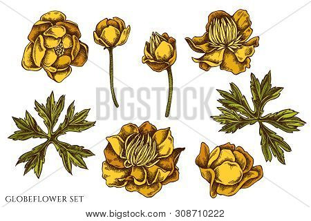 Vector Set Of Hand Drawn Colored Globeflower Stock Illustration