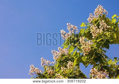Springtime. Branch Of A Catalpa Tree (catalpa Bignonioides) With Leaves And White Flowers Against A 