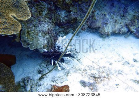 Pterois Volitans Or Red Lionfish Is A Venomous Reef Fish In The Family Scorpaenidae, Are Natively Fo