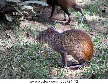 Agouti ,dasyprocta, Photographed At The Zoo Of Belo Horizonte, Minas Gerais, Brazil.