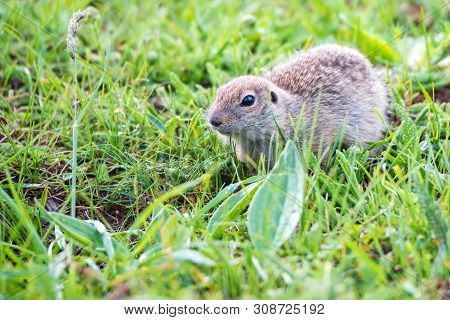 Mountain Caucasian Gopher Or Spermophilus Musicus In Grass In Russia.