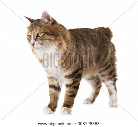 Kurilian Bobtail In Front Of White Background