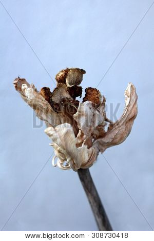 Fully Dried Jagged Tulip Plant With Light To Dark Brown Open Tepals Resembling Dried Mushrooms Growi