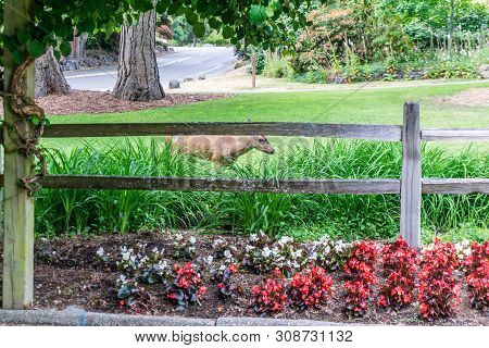 A Deer Wander Into The Garden Area Of Point Defiance Park In Tacoma, Washington.