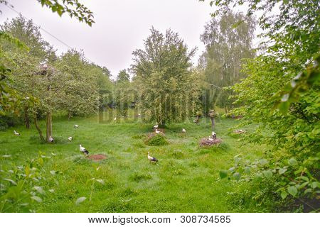 Stork On The Meadow And In The Nest