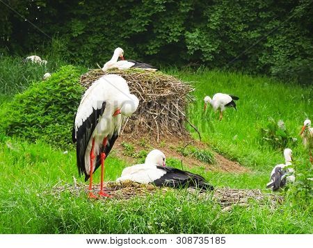 Stork On The Meadow And In The Nest