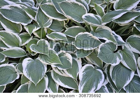 Decorative Plant Hosta Patriot (most Popular) With Variegated Green With White  Leaves For Landscapi