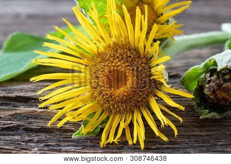 Fresh Blooming Elecampane, Or Inula Helenium Plant On A Table