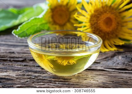 A Bowl Of Essential Oil With Fresh Elecampane, Or Inula Helenium Plant In The Background
