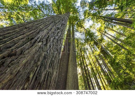 Tall Trees Towering Redwoods National Park Crescent City California