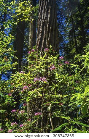 Green Towering Trees Pink Rhododendron Lady Bird Johnson Grove Redwoods National Park California. Ta