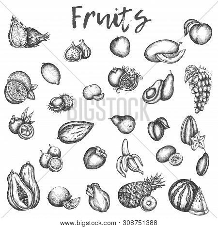 Isolated Sketches Of Fruits. Apple And Melon, Avocado And Kiwi Sketch Of Vinage Vector Icons Of Plum