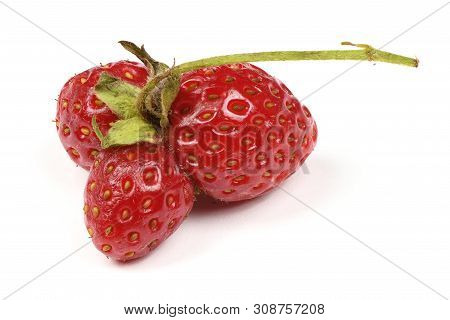 Ugly Organic Heirloom Home Grown Strawberries Isolated On White Background. Juicy Sweet Red Heiroom 