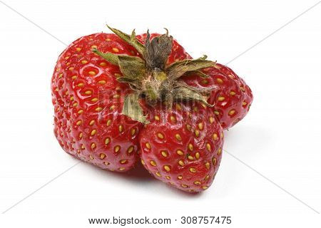 Ugly Organic Heirloom Home Grown Strawberries Isolated On White Background. Juicy Sweet Red Heiroom 