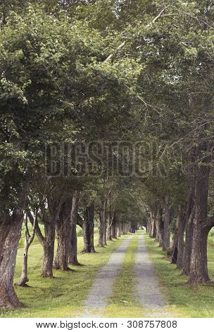Tree Lined Gravel Road In Fauquier County Virginia