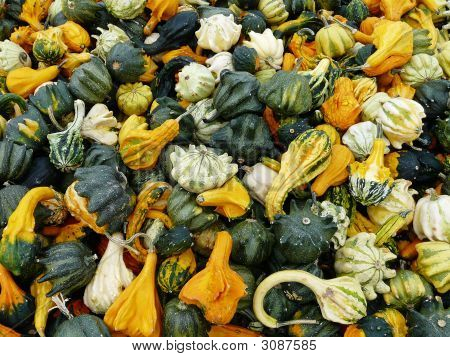 Cucurbitaceae kulturer