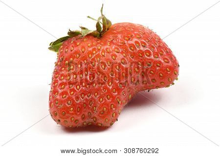 Ugly Organic Heirloom Home Grown Strawberries Isolated On White Background. Juicy Sweet Red Heiroom 