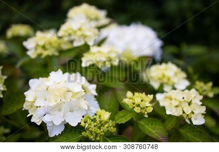 Purple Hydrangea Macrophylla Blossoming In Garden In Summer
