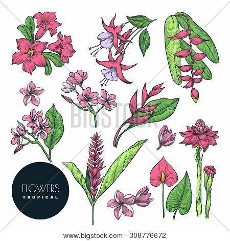 Tropical Floral Design Elements Set. Vector Color Sketch Flowers Illustration, Isolated On White Bac
