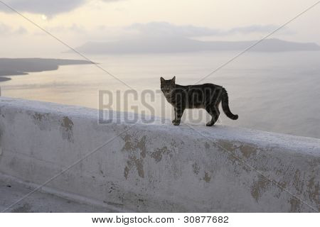 kasaba kedi duvara