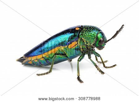 Metallic Wood-boring Beetle  Isolated On White Background.