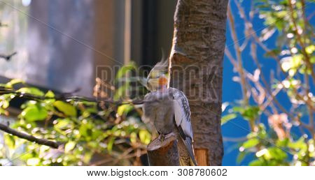 In The Photo We See A Very Beautiful Parrot Karella Among The Plants.