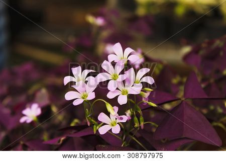 Narrow Leaf Mountain Trumpet, Collomia Linearis, Dessert Rose Plant, India