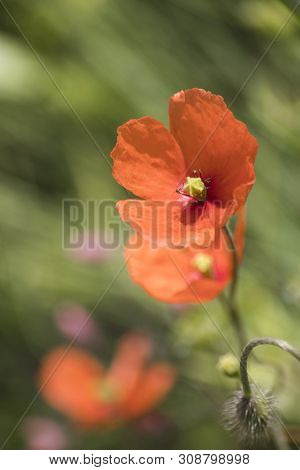 Poppy Flower Red Papaverous In A Meadow Composition