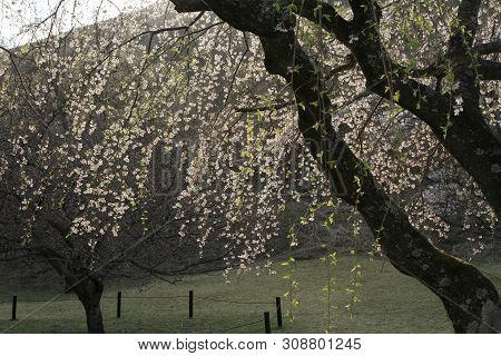 Cherry Blossoms In Sakura No Sato, Izu, Shizuoka, Japan