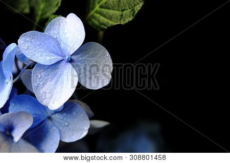 Hydrangea In Kamakura, Kanagawa, Japan (one Bluish Purple Flower) With Copy Space
