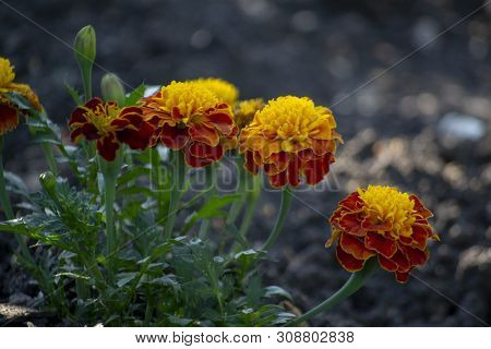 Selective Focus To A Front Group Of Short And Tall Marigold Flower Had Bright Orange Petals.