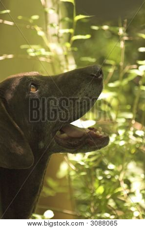 Chien de chasse de truffe