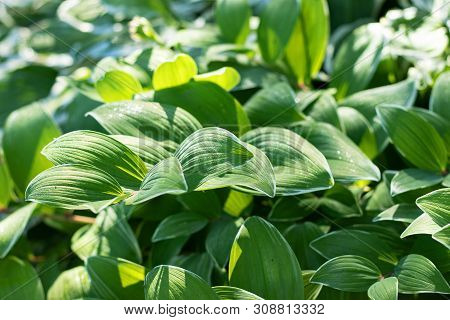 In The Rays Of The Morning Sun, The Green Leaves Of Polygonatum Are Covered With Drops Of Dew.