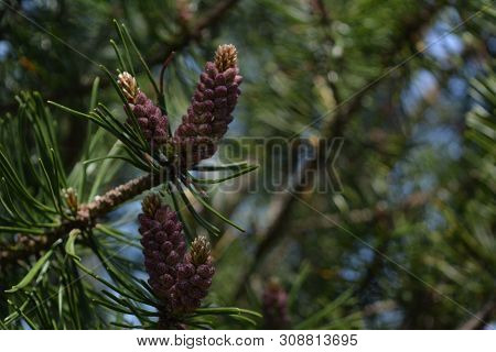 Composition Of Beautiful Colored Fir Cones Against The Blue Sky