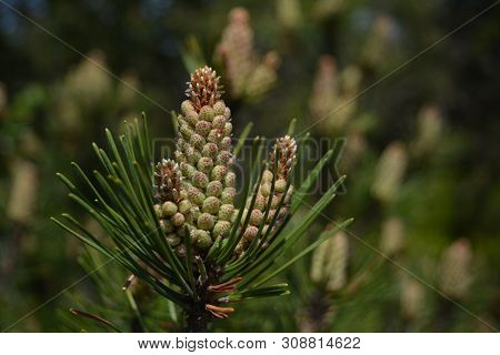 Composition Of Beautiful Colored Fir Cones Against The Blue Sky