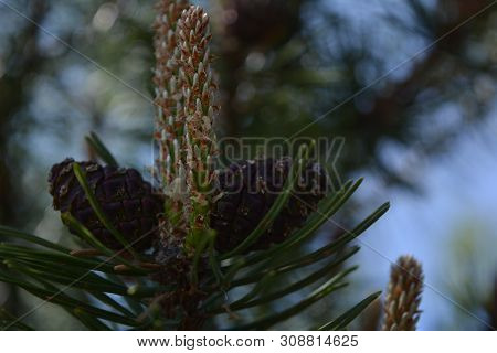 Composition Of Beautiful Colored Fir Cones Against The Blue Sky