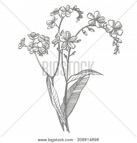 Forget-me-not Flowers. Botanical Illustration. Good For Cosmetics, Medicine, Treating, Aromatherapy,