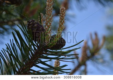 Composition Of Beautiful Colored Fir Cones Against The Blue Sky
