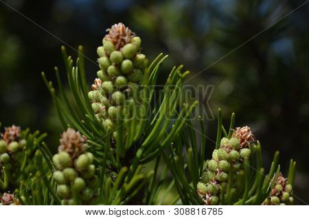 Composition of beautiful colored fir cones against the blue sky
