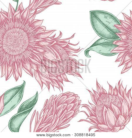 Seamless Pattern With Hand Drawn Pastel King Protea Stock Illustration