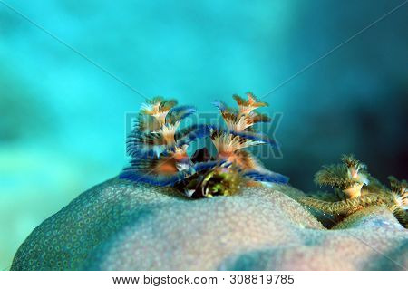 Multi-colored Christmas Tree Worm (spirobranchus Giganteus) On A Coral. Flores, Indonesia