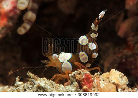 Squat Shrimp (thor Amboinensis). Padang Bai, Bali, Indonesia