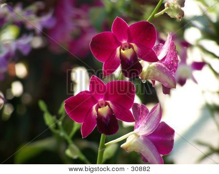 Czerwona orchidea